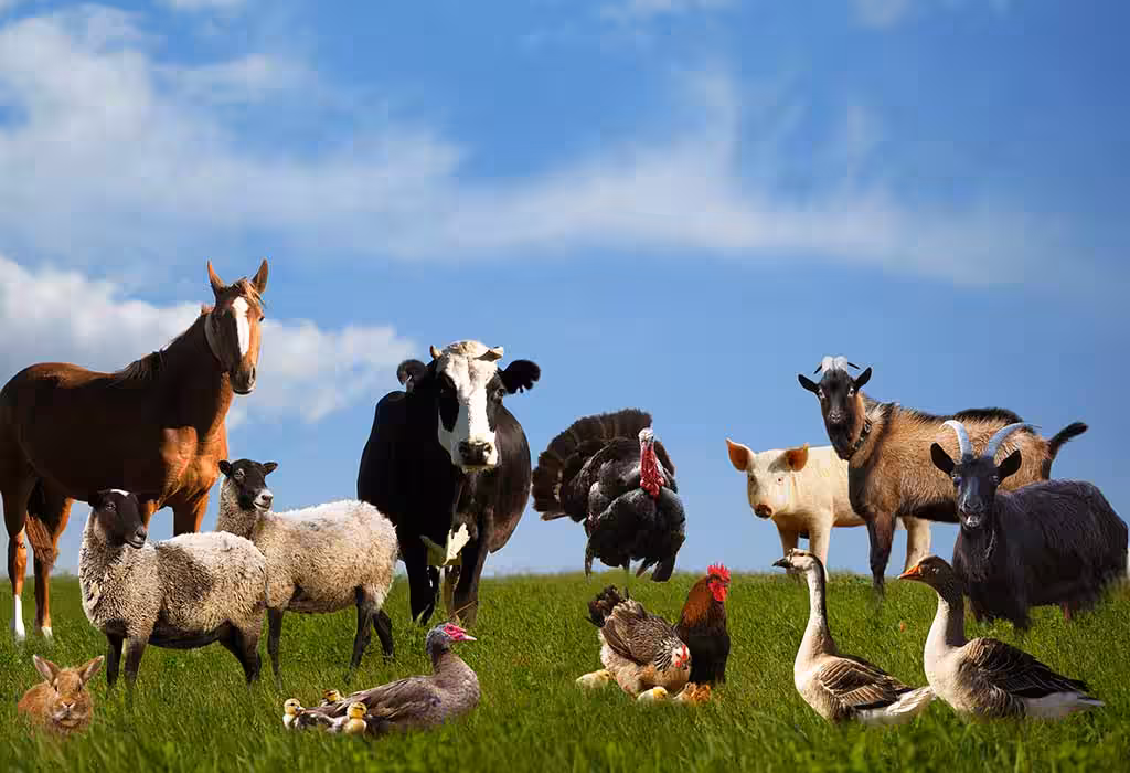 Animal Production