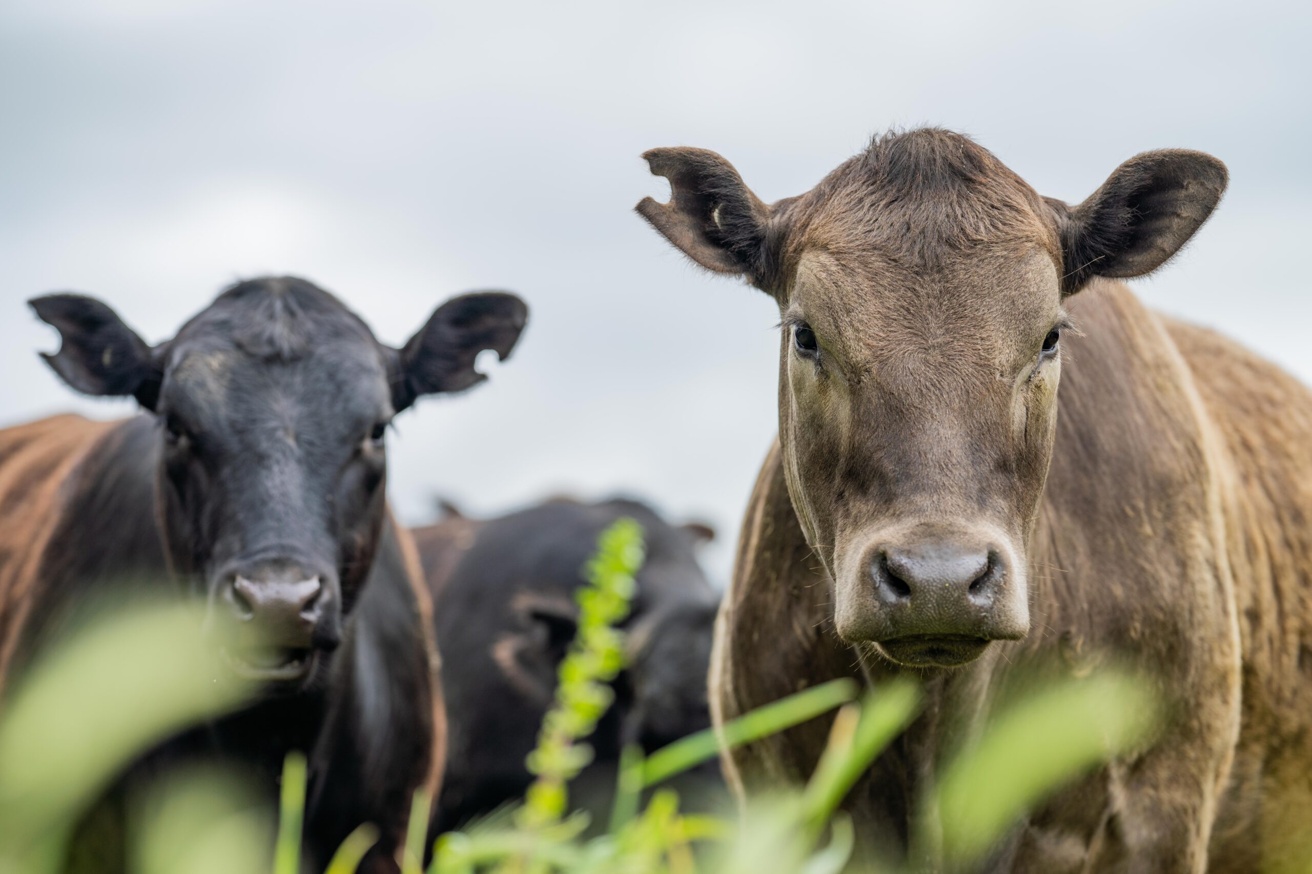 Cattle