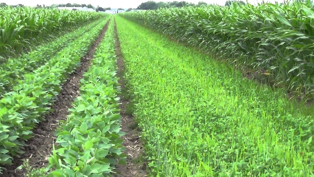 Crop Production