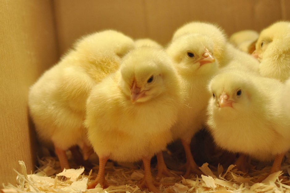 Chickens