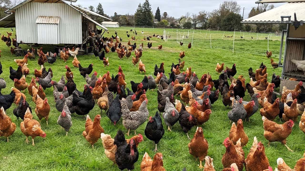 Free Range Chickens