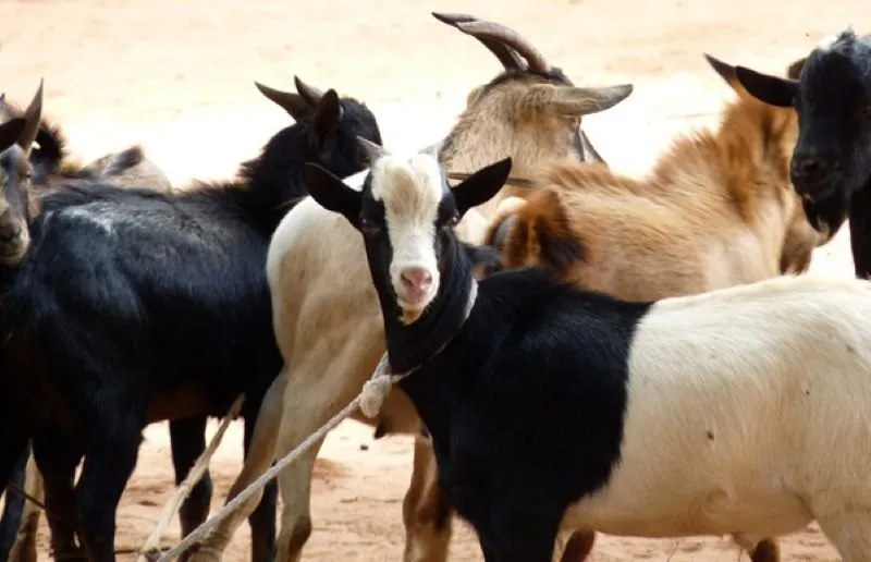 Goats