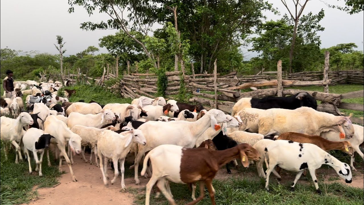 Sheep