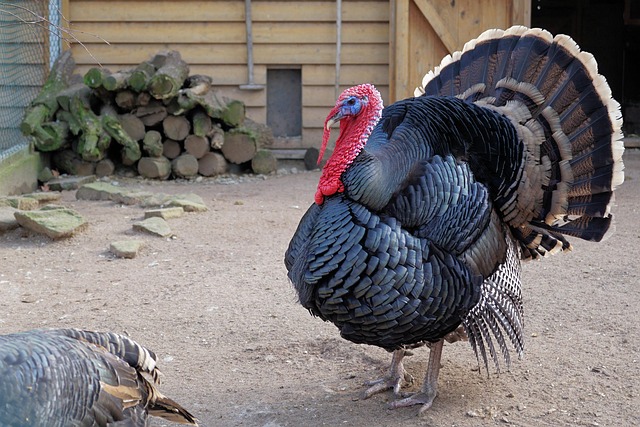 Turkey