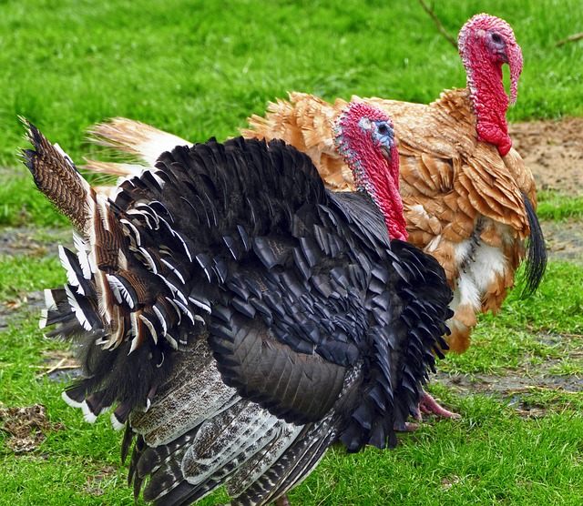 Turkey Farming